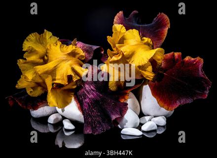 Un accattivante primo piano di un suggestivo Iris barbuto, che mostra i suoi vibranti petali gialli e profondi di Borgogna poggiati su lisce pietre bianche contro uno ststo Foto Stock
