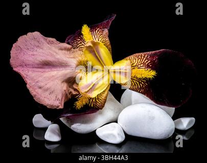 Un accattivante primo piano di un suggestivo Iris barbuto, che mostra i suoi vibranti petali gialli e profondi di Borgogna poggiati su lisce pietre bianche contro uno ststo Foto Stock