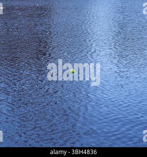 Bobber da pesca verde fluorescente rotondo galleggiante sulla superficie di uno stagno nel Maine in primavera. Foto Stock