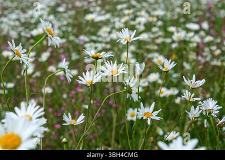 Campo di Daisies in fiore in un lussureggiante prato Foto Stock