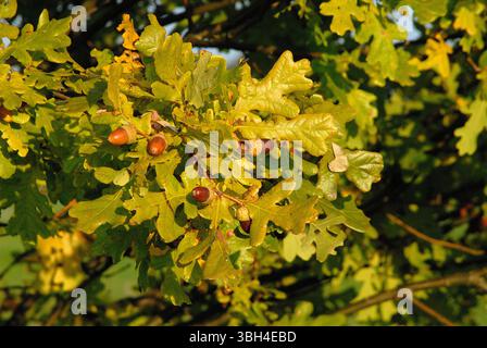 Primo piano di un ramo di quercia (Quercus robur) con foglie verdi e gialle e ghiande mature nella calda luce autunnale. Foto Stock