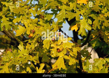 Primo piano di un ramo di quercia (Quercus robur) con foglie verdi e gialle e ghiande mature nella calda luce autunnale. Foto Stock