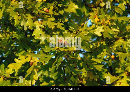 Primo piano di un ramo di quercia (Quercus robur) con foglie verdi e gialle e ghiande mature nella calda luce autunnale. Foto Stock