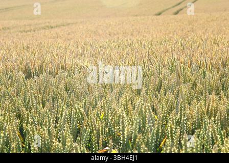 Un vasto campo di grano verde maturo in una soleggiata giornata estiva, con cingoli del trattore sullo sfondo Foto Stock