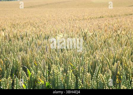 Un vasto campo di grano verde maturo in una soleggiata giornata estiva, con cingoli del trattore sullo sfondo Foto Stock