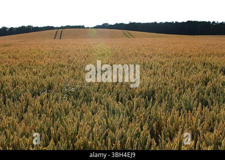 Un vasto campo di grano verde maturo in una soleggiata giornata estiva, con cingoli del trattore sullo sfondo Foto Stock