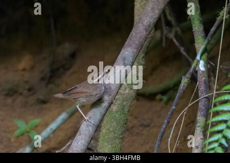 Coda di cavallo asiatica (Urosphena squameiceps) vista a Dosdewa a Karimganj, Assam, India Foto Stock