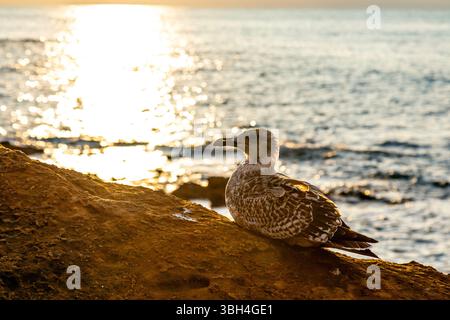 Gabbiano aringa (larus argentatus) contro il tramonto a Rocher du basta Rock, Biarritz, Francia Foto Stock