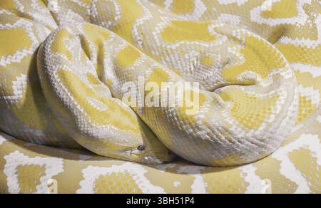 Indian albino python delle rocce avvolto in una bobina Foto Stock