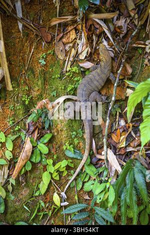 Varan lizard, Khlong Phnom National Park, Kapong, Phang-nga Thailandia Foto Stock