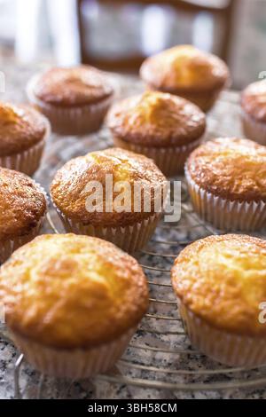 Partita in casa del pane appena sfornato tortine o muffin raffreddamento su una rastrelliera in cucina per una vista ravvicinata con il fuoco selettivo. Defocalizzata sfocata ba Foto Stock