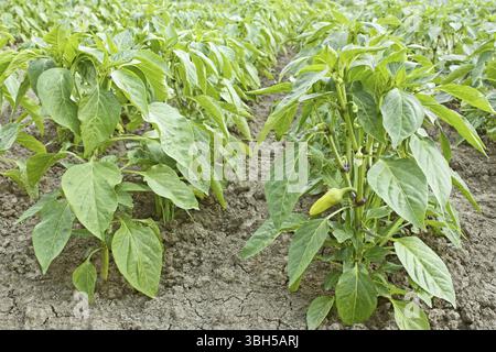 Pepe dolce piante giovani nell'orto durante la crescita precoce della frutta Foto Stock