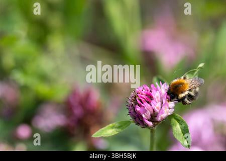 Un bumblebee si siede sul fiore di un trifoglio di prato e succhia il nettare. Foto Stock