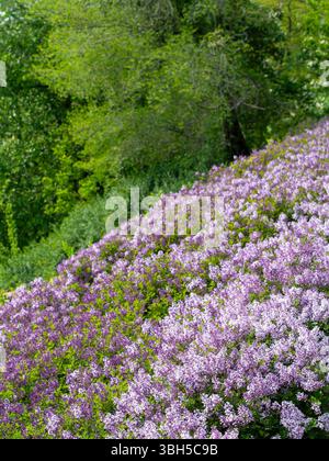 Una collina coperta di fiori viola. I fiori sono in piena fioritura e la collina è lussureggiante e verde Foto Stock
