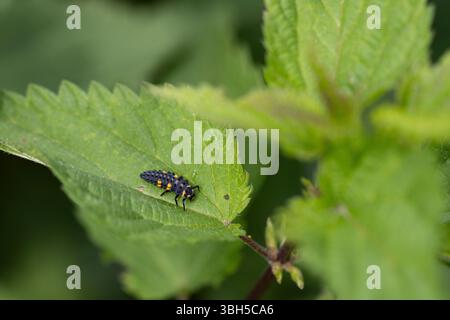 La larva di una coccinella a sette punti si trova su una foglia verde di un ortica pungente. Foto Stock