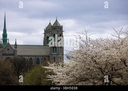 I fiori di ciliegio fioriscono nel Branch Brook Park, Newark, New Jersey, con la basilica cattedrale del Sacro cuore che si innalza maestosamente sotto un cielo nuvoloso primaverile. Foto Stock