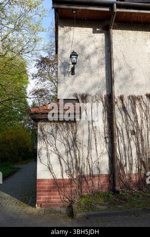 Un edificio con un muro di mattoni e un cespuglio verde che cresce sul lato. L'edificio ha una luce laterale Foto Stock
