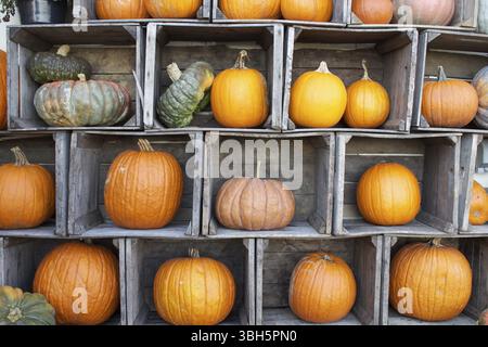 Una colorata mostra di zucche e buongustai disposti in vecchie casse di fattoria Foto Stock
