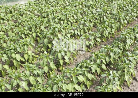 Filari di pepe dolce piante giovani nell'orto all'inizio dell'estate Foto Stock