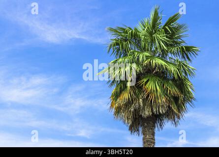 Palma singola su sfondo blu chiaro del cielo Foto Stock