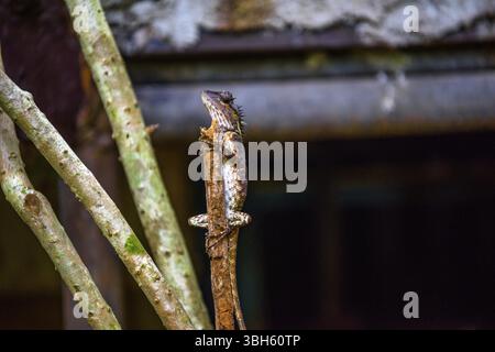 Brown Gecko, Scincidae, lucertola, camaleonte, Khlong Phnom National Park, Kapong Phang-nga Thailandia Foto Stock