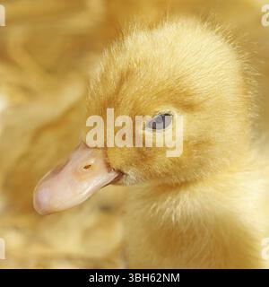 Ritratto di divertenti giallo piccolo anatroccolo close-up Foto Stock