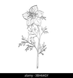 Disegno illustrazione in stile schizzo di una Nigella sativa, carvi nero, cumino nero, nigella o kalonji, una pianta annuale in fiore della famiglia Ranuncu Illustrazione Vettoriale