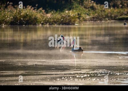 pelican nuota su un tranquillo fiume nell'entroterra australiano Foto Stock