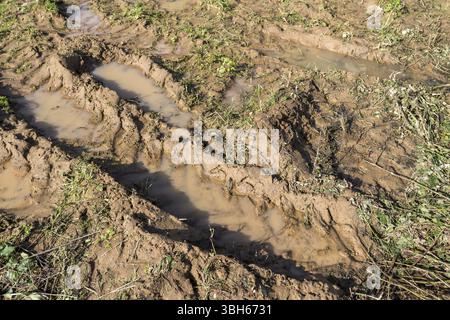 Strada sporca con fango, erba e sentieri tra campi e campi in autunno Foto Stock