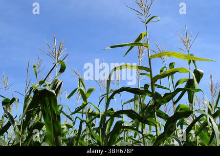 Le cime delle alte piante di mais che raggiungono un cielo azzurro limpido, le loro nappine che ondeggiano dolcemente nella brezza. Foto Stock