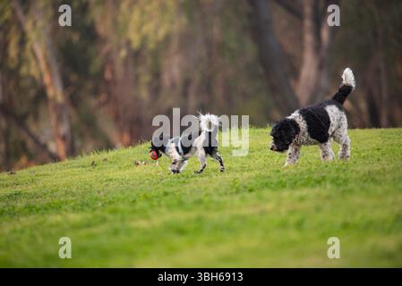 cani che giocano con una palla al parco Foto Stock