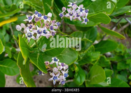 Gruppo di fiori con petali blu e bianchi. I fiori sono in un cespuglio verde. I fiori sono piccoli e raggruppati insieme Foto Stock