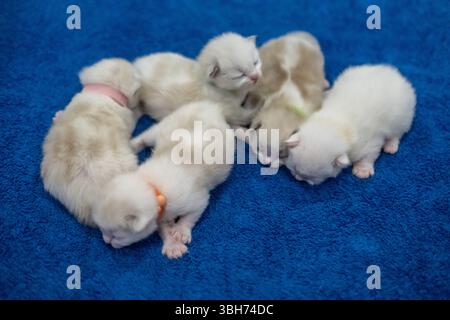 Un gruppo di 5 gattini neonati, di 1 settimana, ragdoll che dormono con gli occhi chiusi sulla coperta. Gatto domestico Foto Stock