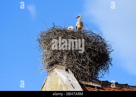 Il nido di cicogna sul tetto di una tipica casa a Eguisheim Foto Stock