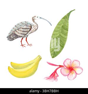 Fiori di plumeria rosa, bocciolo, foglia, uccello ibis, set acquerelli di banane. Dipinto a mano per il marchio spa, packaging tropicale, decorazioni per matrimoni estivi, tessuti Foto Stock