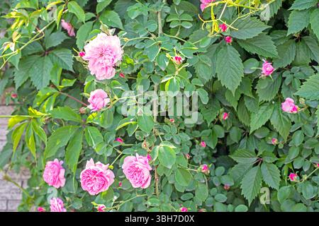 sfondo naturale di rosa cespuglio. Preparazione di marmellata, tè e cosmetici con rosa Foto Stock