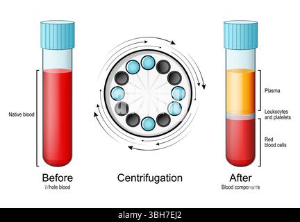 Sangue intero nella provetta prima e dopo la centrifugazione. Componenti del sangue, plasma, globuli rossi e il buffy coat come leucociti e platello Illustrazione Vettoriale