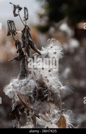 Asclepias syriaca, comunemente chiamata erba da latte comune, fiore di farfalla, erba da seta, mosto di rondine setoso e erba da seta della Virginia. Semi che emergono da un folletto Foto Stock