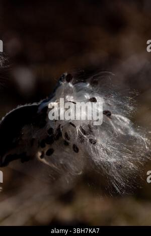 Asclepias syriaca, comunemente chiamata erba da latte comune, fiore di farfalla, erba da seta, mosto di rondine setoso e erba da seta della Virginia. Semi che emergono da un folletto Foto Stock