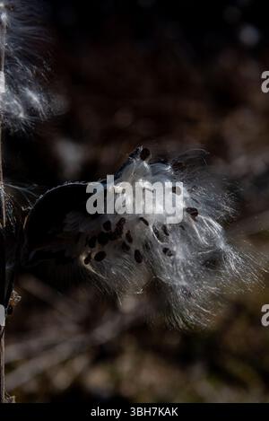 Asclepias syriaca, comunemente chiamata erba da latte comune, fiore di farfalla, erba da seta, mosto di rondine setoso e erba da seta della Virginia. Semi che emergono da un folletto Foto Stock