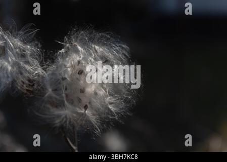 Asclepias syriaca, comunemente chiamata erba da latte comune, fiore di farfalla, erba da seta, mosto di rondine setoso e erba da seta della Virginia. Semi che emergono da un folletto Foto Stock