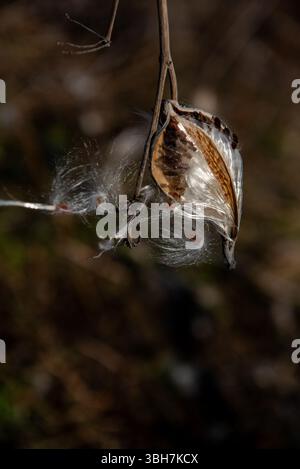 Asclepias syriaca, comunemente chiamata erba da latte comune, fiore di farfalla, erba da seta, mosto di rondine setoso e erba da seta della Virginia. Semi che emergono da un folletto Foto Stock