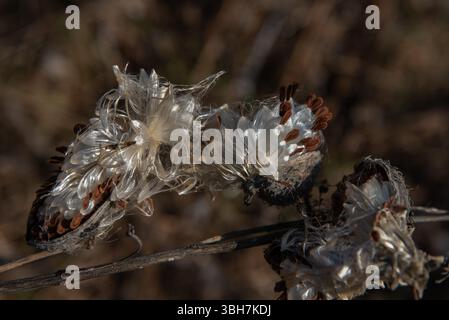 Asclepias syriaca, comunemente chiamata erba da latte comune, fiore di farfalla, erba da seta, mosto di rondine setoso e erba da seta della Virginia. Semi che emergono da un folletto Foto Stock