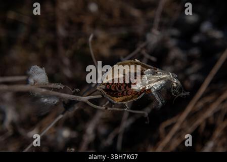 Asclepias syriaca, comunemente chiamata erba da latte comune, fiore di farfalla, erba da seta, mosto di rondine setoso e erba da seta della Virginia. Semi che emergono da un folletto Foto Stock