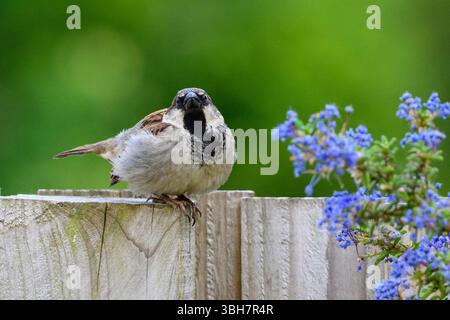 Uccello Sparrow arroccato su una recinzione di legno Foto Stock