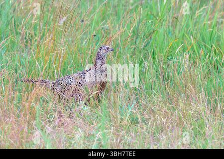 Fagiano comune (Phasianus colchicus, femmina) di Tiszaalpár, Ungheria. Foto Stock