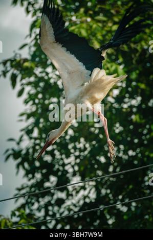 Cicogna bianca in volo con ali spalmabili sullo sfondo di foglie di albero verde Foto Stock