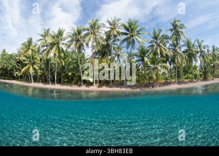 Le palme da cocco crescono su una spiaggia remota sull'idilliaca isola di Adonara, nelle piccole Isole della sonda in Indonesia. Questa zona è una destinazione per i subacquei. Foto Stock