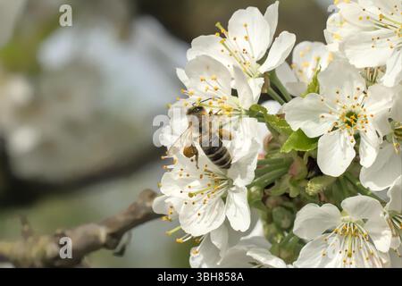 Le api volano verso i ciliegi in fiore nel giardino della comunità. Foto Stock