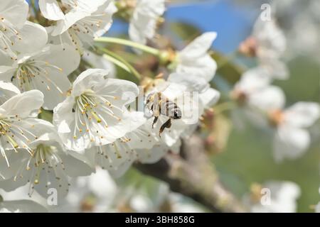 Le api volano verso i ciliegi in fiore nel giardino della comunità. Foto Stock
